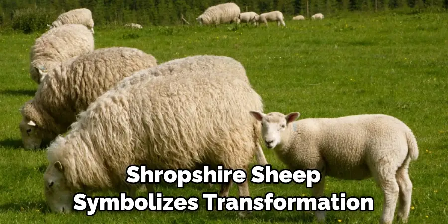Shropshire Sheep 
Symbolizes Transformation
