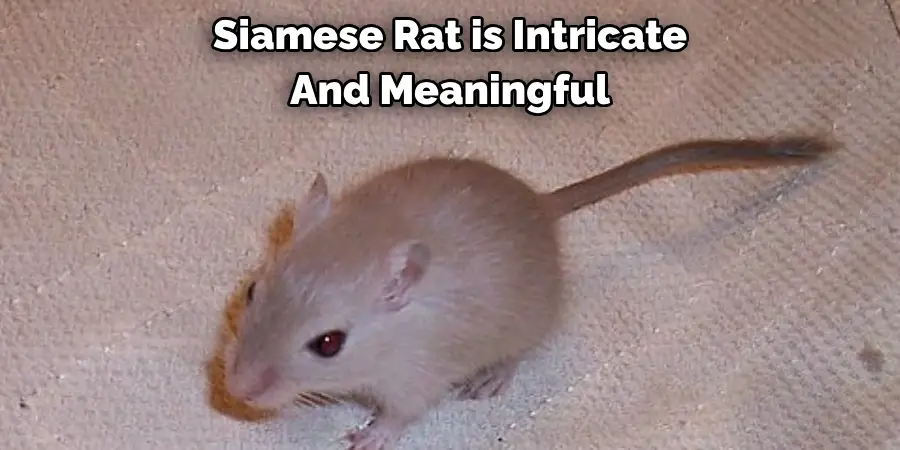 Siamese Rat is Intricate And Meaningful