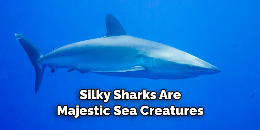 Silky Sharks Are 
Majestic Sea Creatures