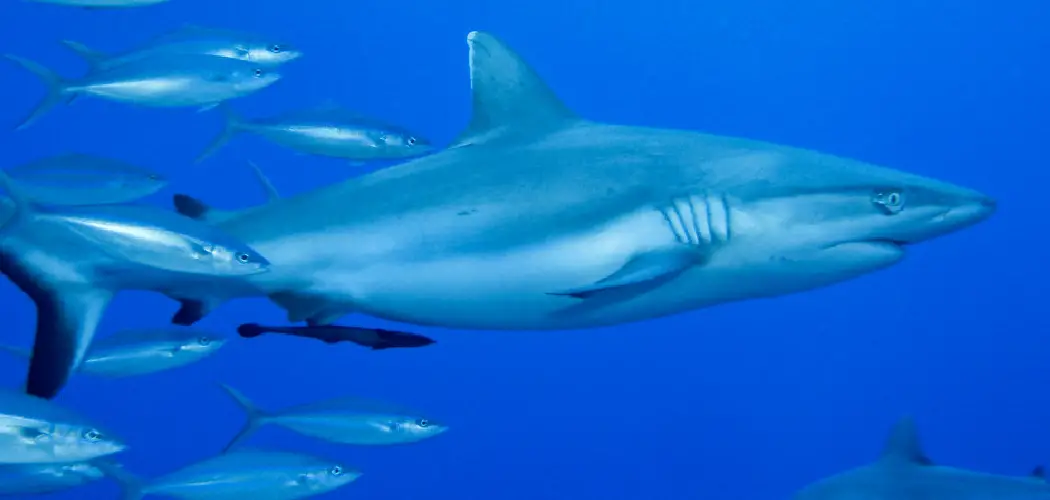 Silvertip Shark Spiritual Meaning