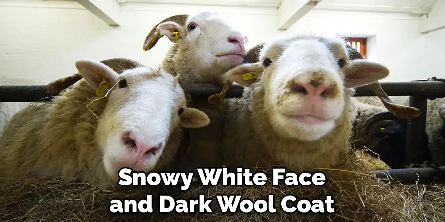 Snowy White Face and Dark Wool Coat