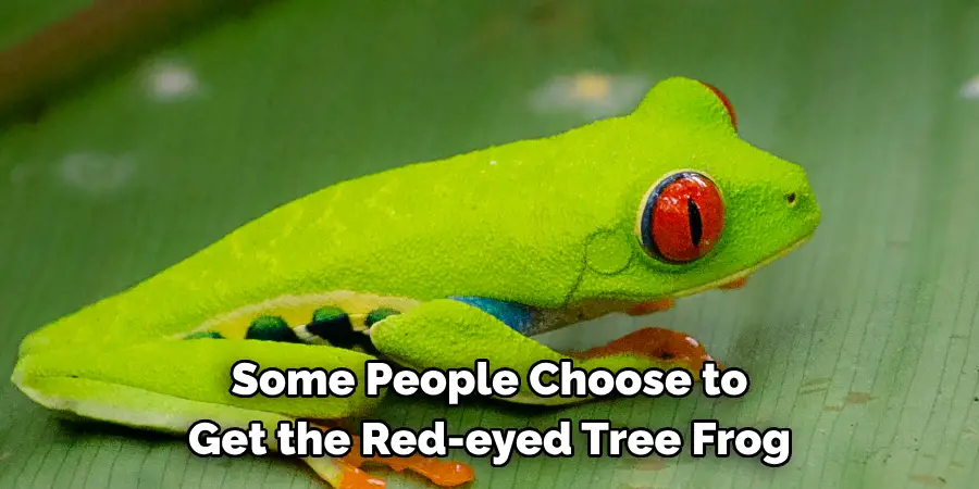 Some People Choose to 
Get the Red-eyed Tree Frog