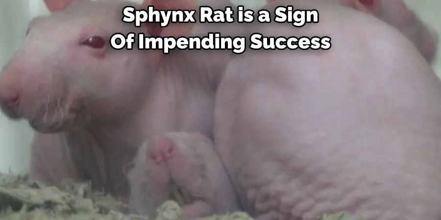 Sphynx Rat is a Sign 
Of Impending Success