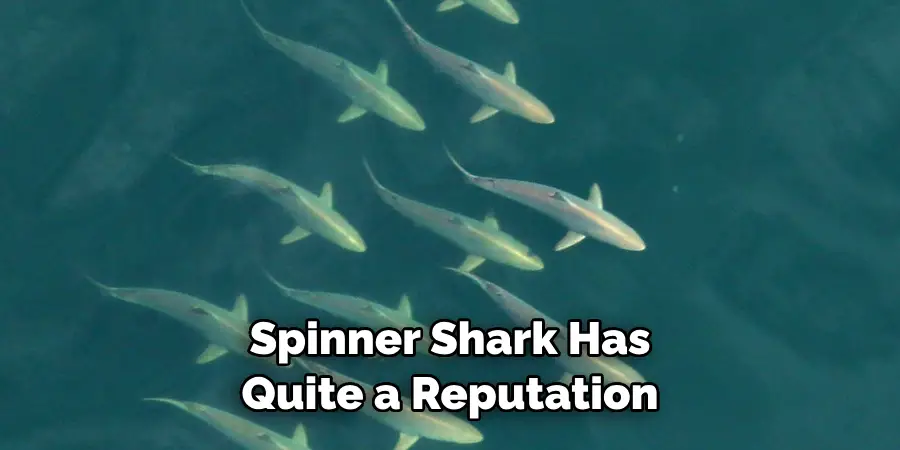 Spinner Shark Has 
Quite a Reputation