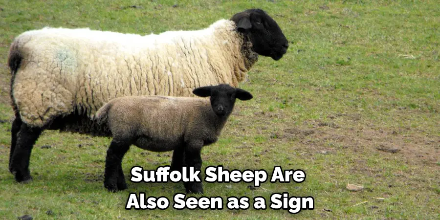 Suffolk Sheep Are 
Also Seen as a Sign