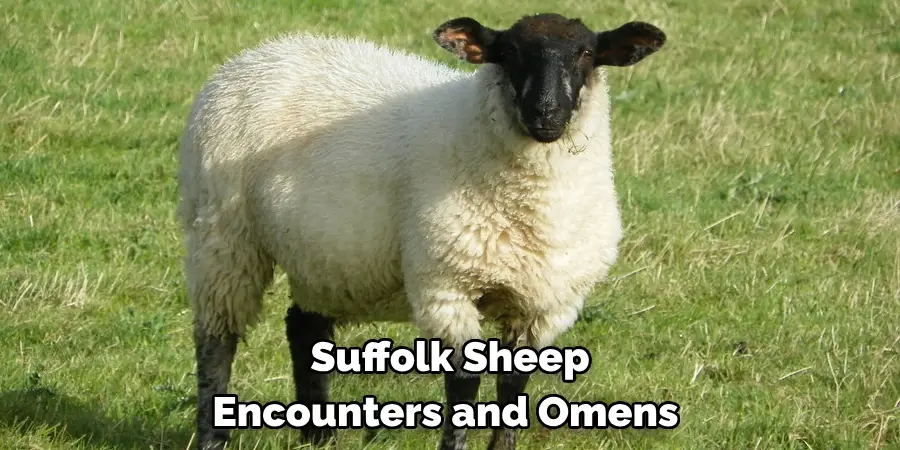 Suffolk Sheep 
Encounters and Omens 