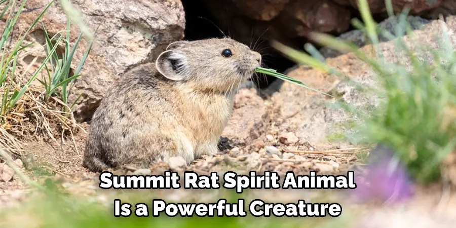 Summit Rat Spirit Animal 
Is a Powerful Creature