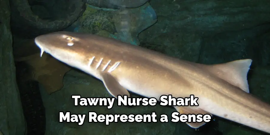 Tawny Nurse Shark 
May Represent a Sense