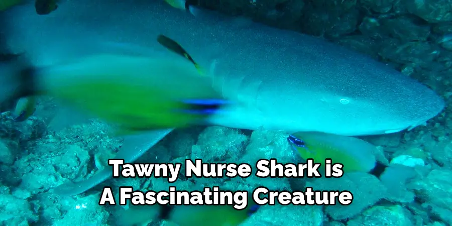Tawny Nurse Shark is A Fascinating Creature