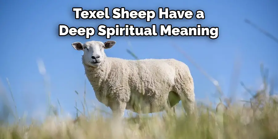 Texel Sheep Have a 
Deep Spiritual Meaning