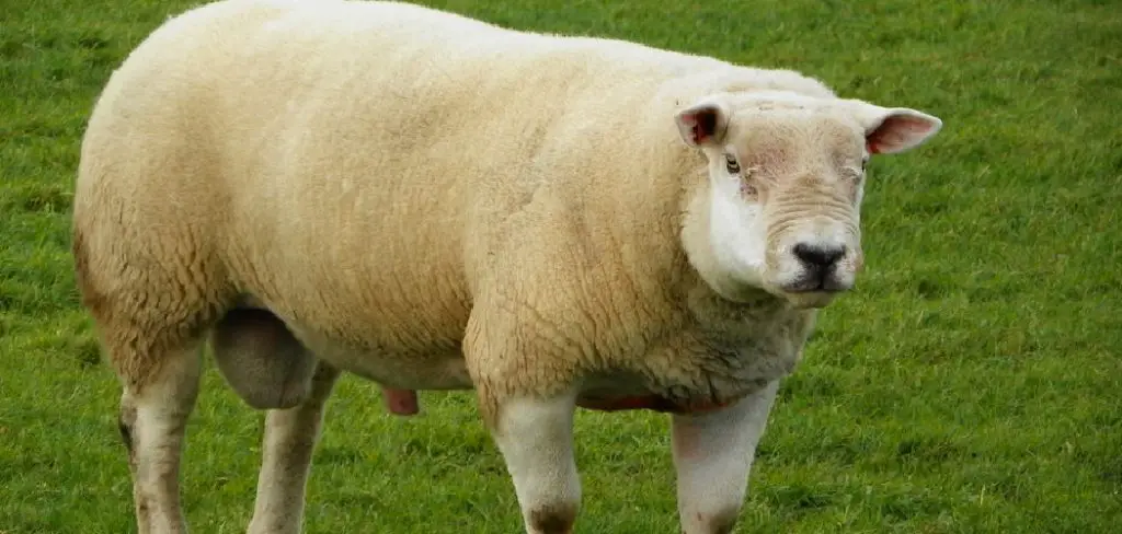 Texel Sheep Spiritual Meaning