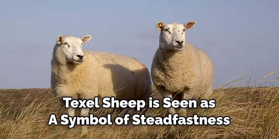 Texel Sheep is Seen as 
A Symbol of Steadfastness