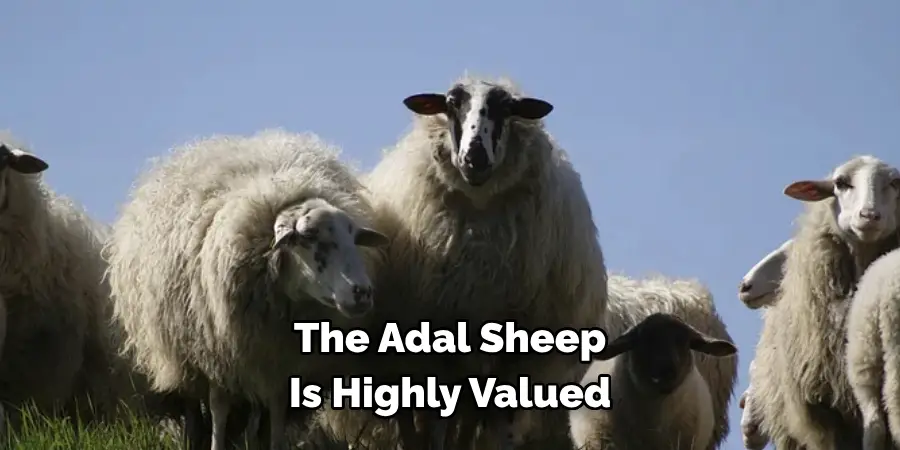 The Adal Sheep 
Is Highly Valued