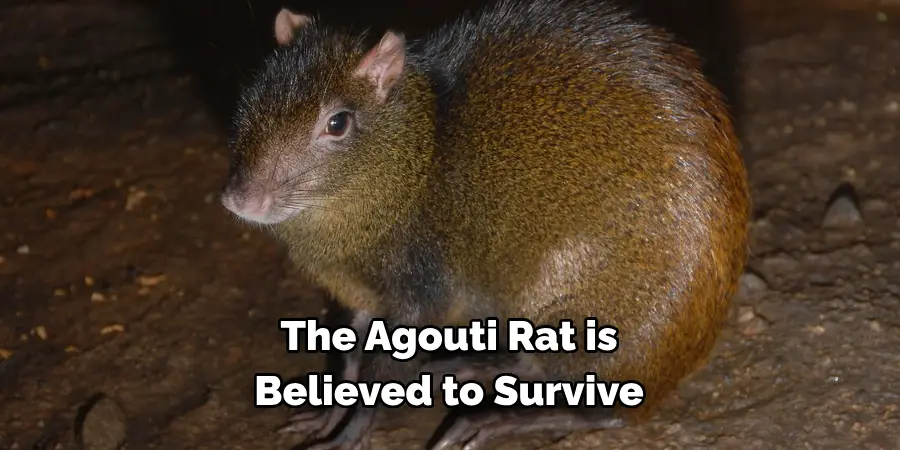 The Agouti Rat is 
Believed to Survive
