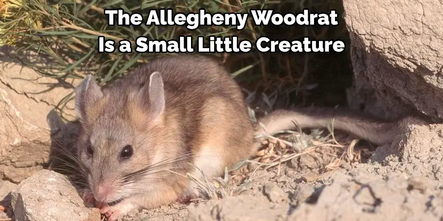 The Allegheny Woodrat 
Is a Small Little Creature