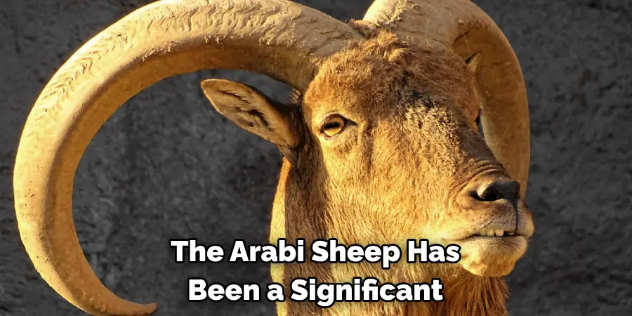 The Arabi Sheep Has 
Been a Significant