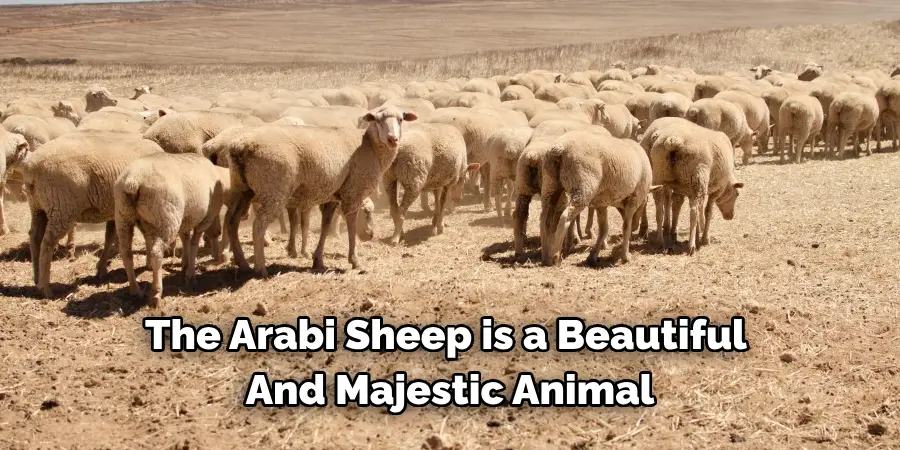 The Arabi Sheep is a Beautiful 
And Majestic Animal
