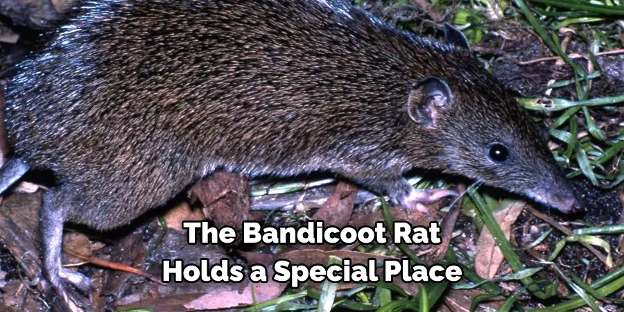 The Bandicoot Rat 
Holds a Special Place