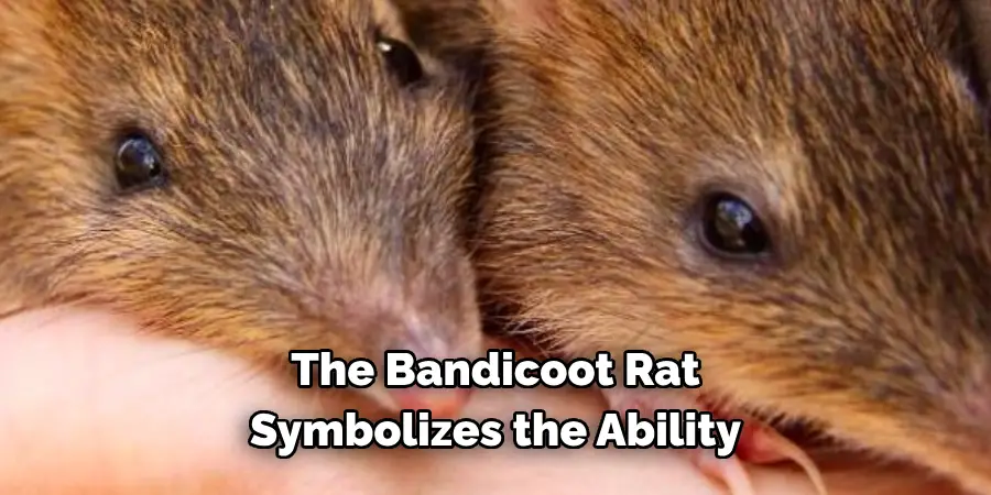 The Bandicoot Rat 
Symbolizes the Ability