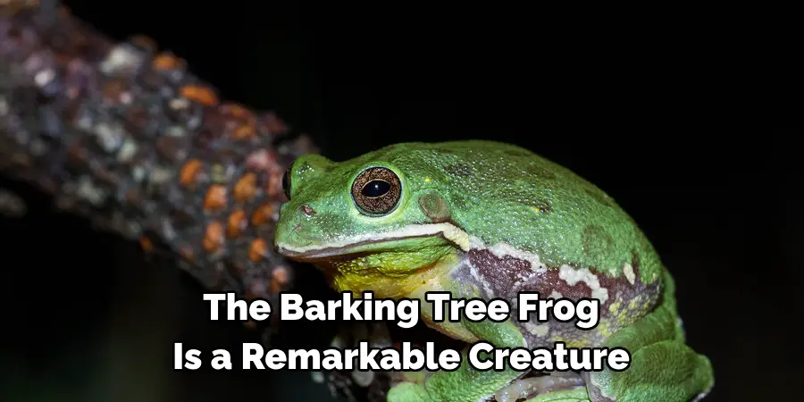 The Barking Tree Frog 
Is a Remarkable Creature