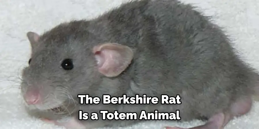 The Berkshire Rat 
Is a Totem Animal 