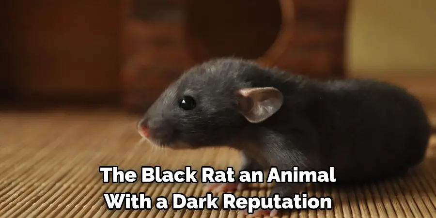 The Black Rat an Animal 
With a Dark Reputation