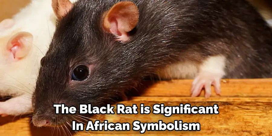 The Black Rat is Significant 
In African Symbolism
