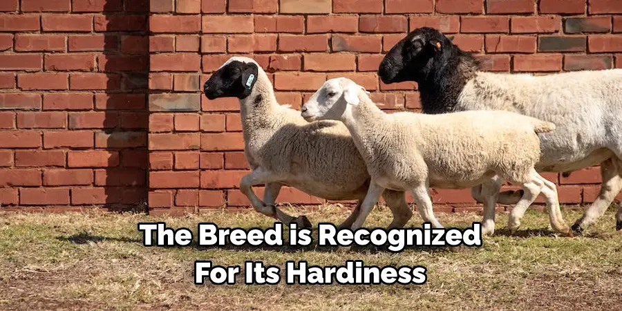The Breed is Recognized 
For Its Hardiness