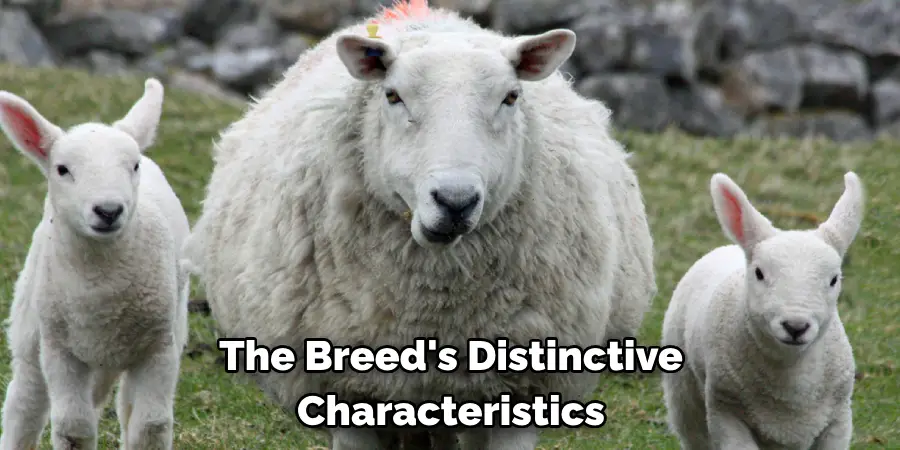 The Breed's Distinctive 
Characteristics