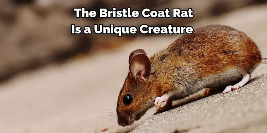 The Bristle Coat Rat 
Is a Unique Creature  