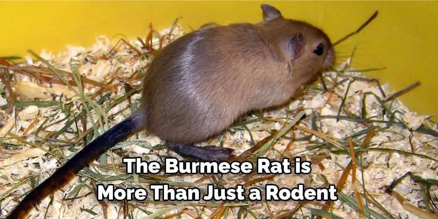 The Burmese Rat is 
More Than Just a Rodent