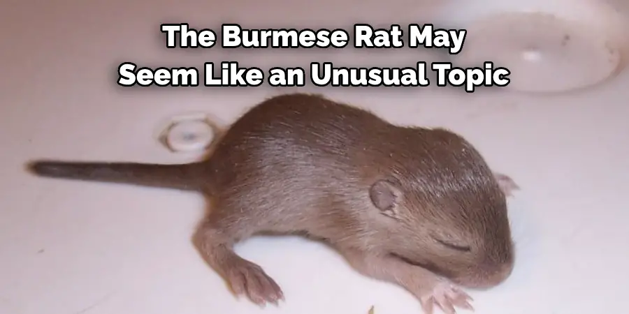 The Burmese Rat may seem like an unusual topic