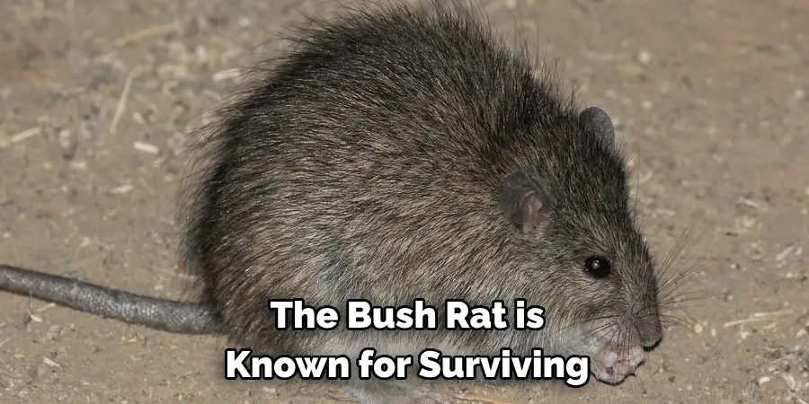 The Bush Rat is Known for Surviving