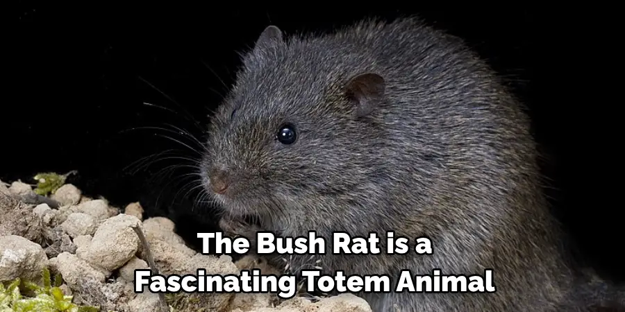 The Bush Rat is a
Fascinating Totem Animal