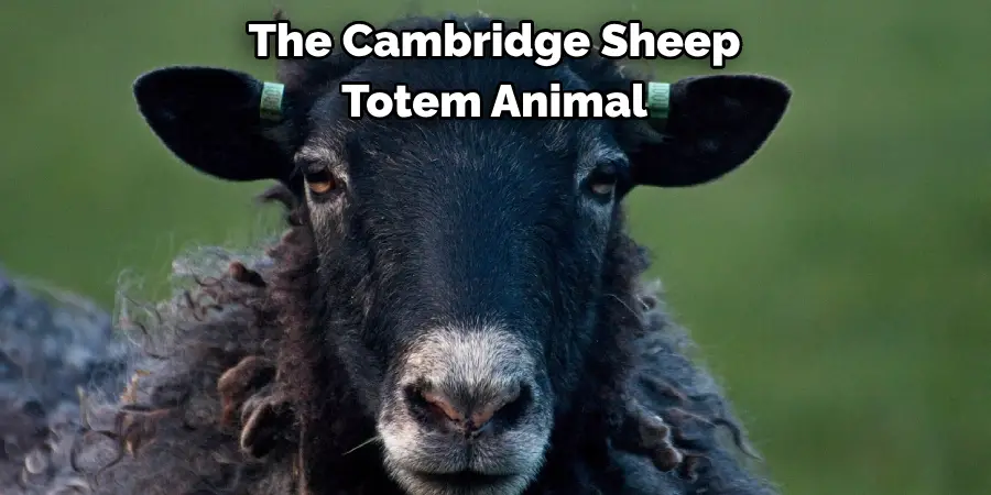 The Cambridge Sheep 
Totem Animal 