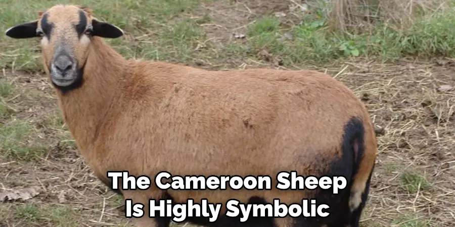 The Cameroon Sheep 
Is Highly Symbolic