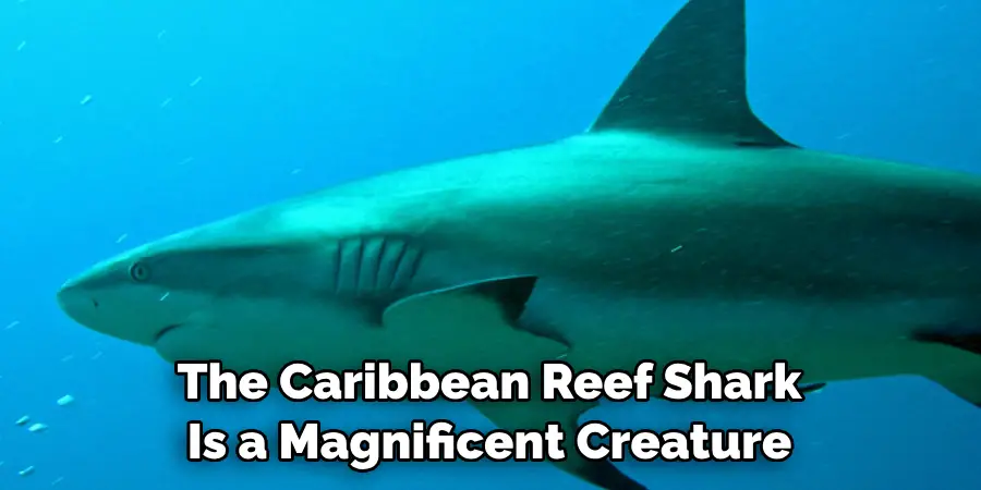 The Caribbean Reef Shark 
Is a Magnificent Creature