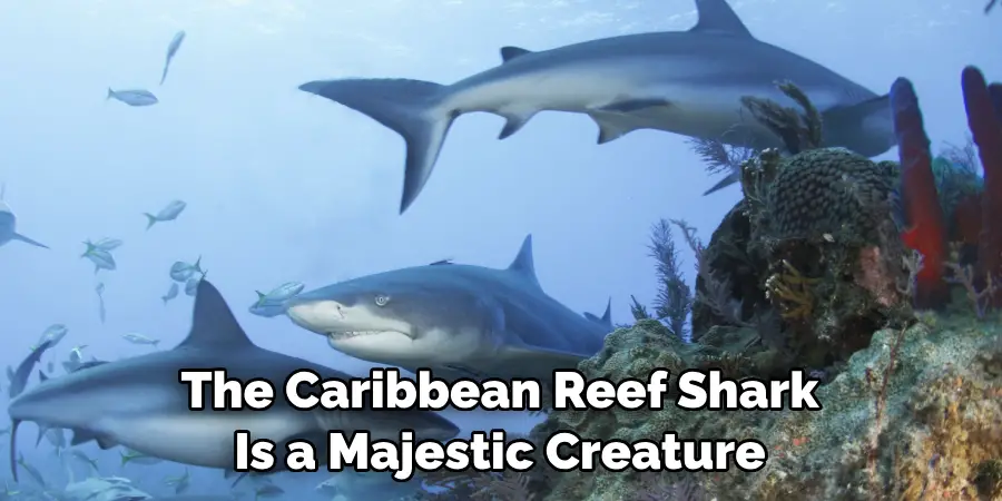 The Caribbean Reef Shark 
Is a Majestic Creature