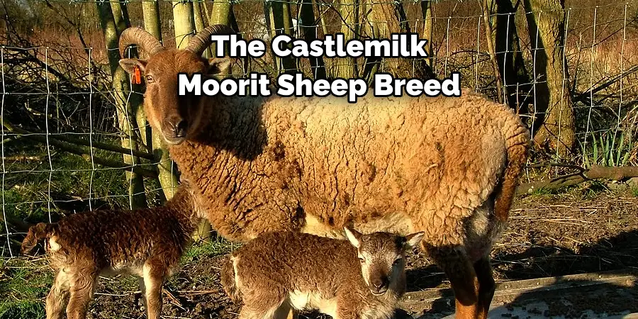 The Castlemilk 
Moorit Sheep Breed