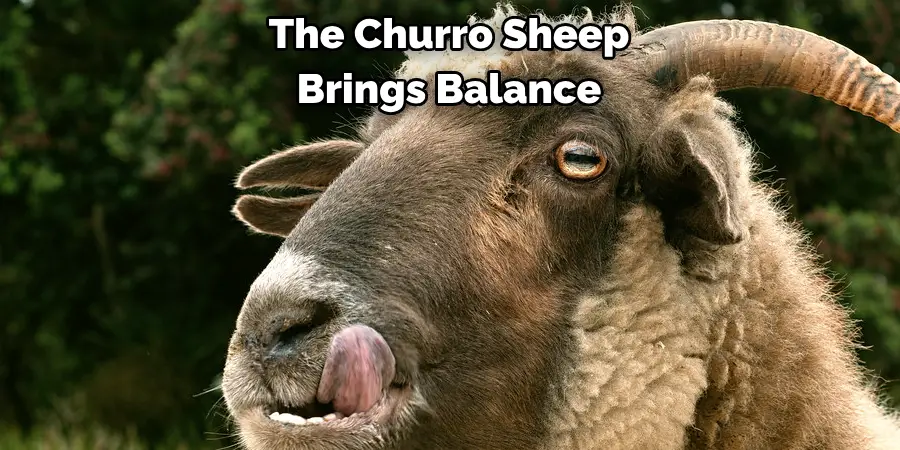 The Churro Sheep Brings Balance