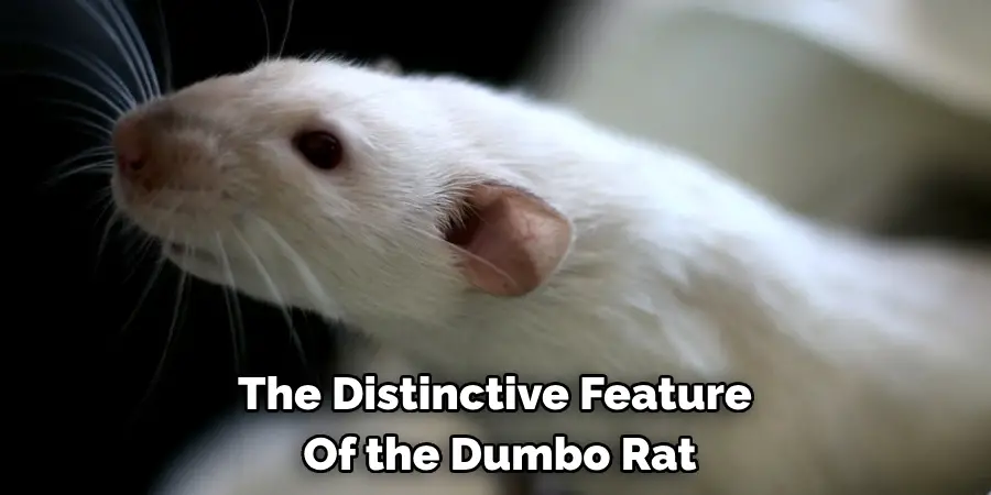 The Distinctive Feature 
Of the Dumbo Rat