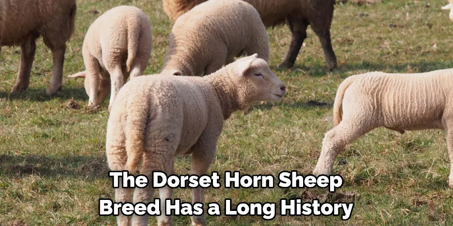 The Dorset Horn Sheep 
Breed Has a Long History