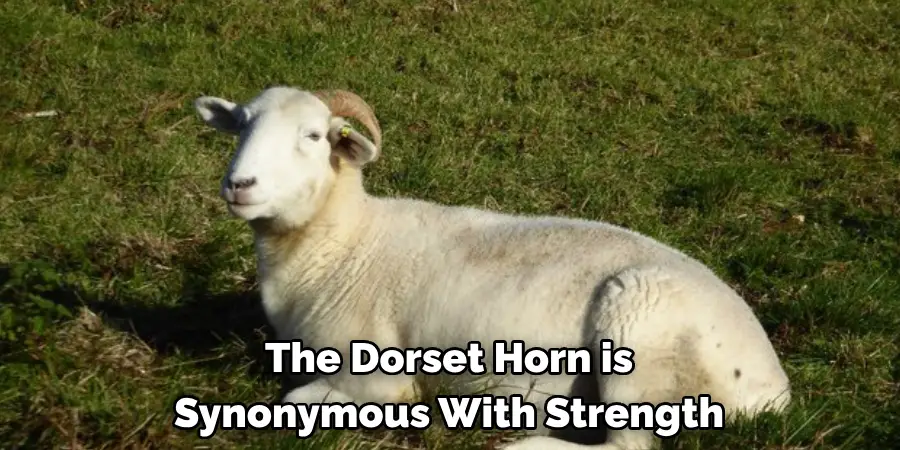 The Dorset Horn is 
Synonymous With Strength