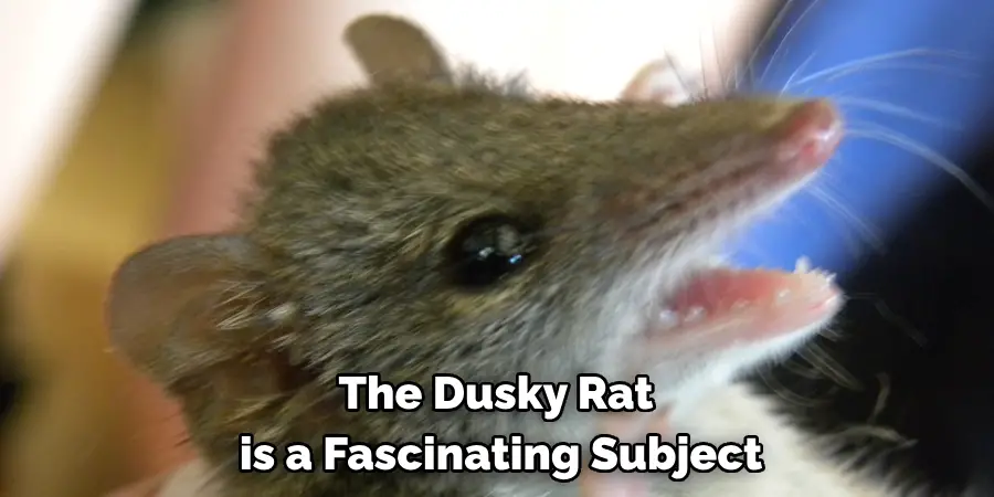 The Dusky Rat
 is a Fascinating Subject