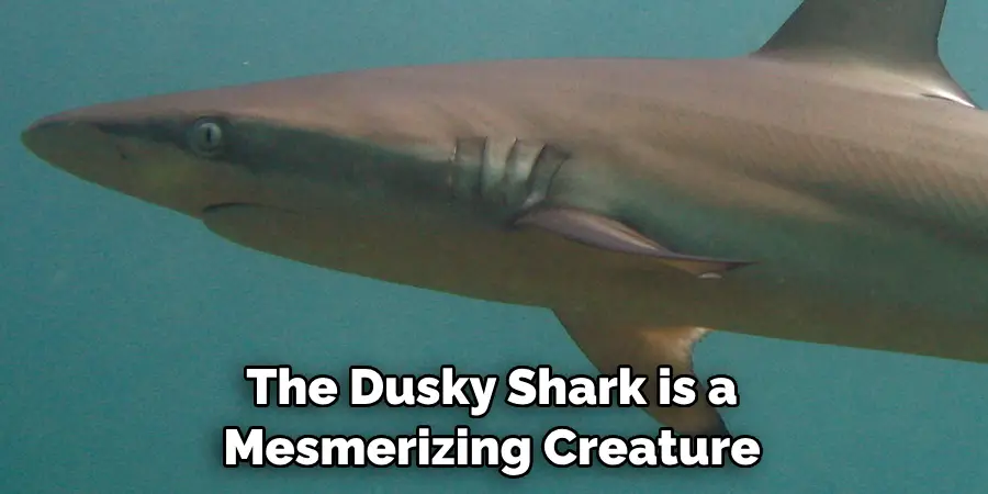 The Dusky Shark is a 
Mesmerizing Creature