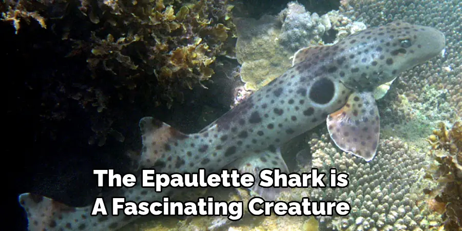 The Epaulette Shark is 
A Fascinating Creature