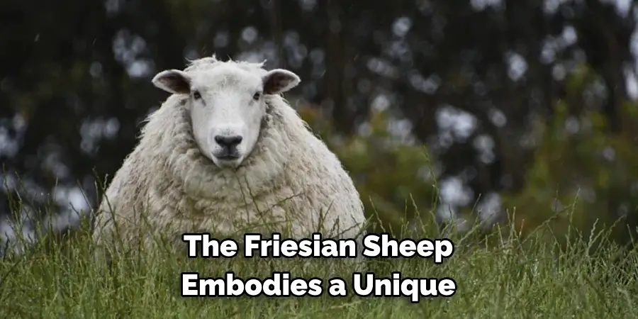 The Friesian Sheep 
Embodies a Unique