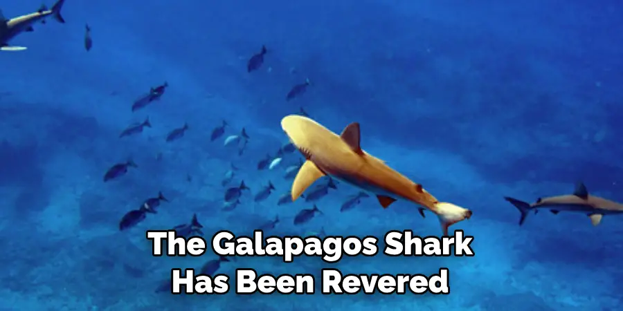 The Galapagos Shark 
Has Been Revered