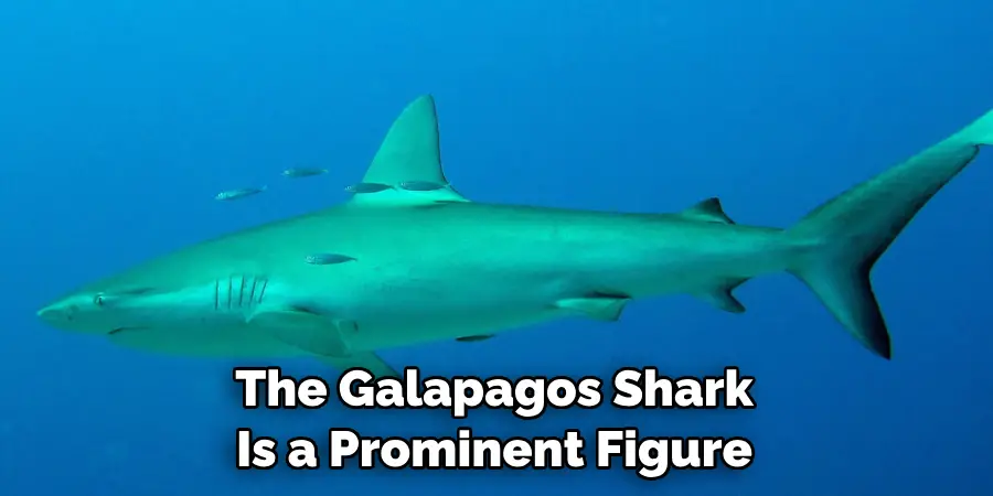 The Galapagos Shark 
Is a Prominent Figure