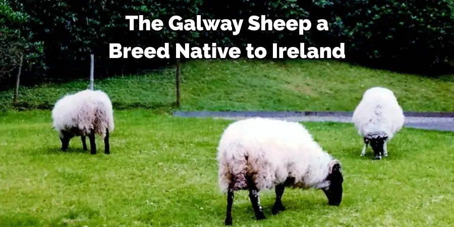 The Galway Sheep a 
Breed Native to Ireland
